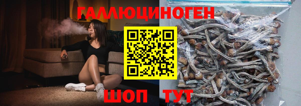 Галлюциногенные грибы Psilocybine cubensis Барнаул